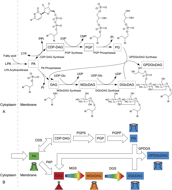 FIGURE 2