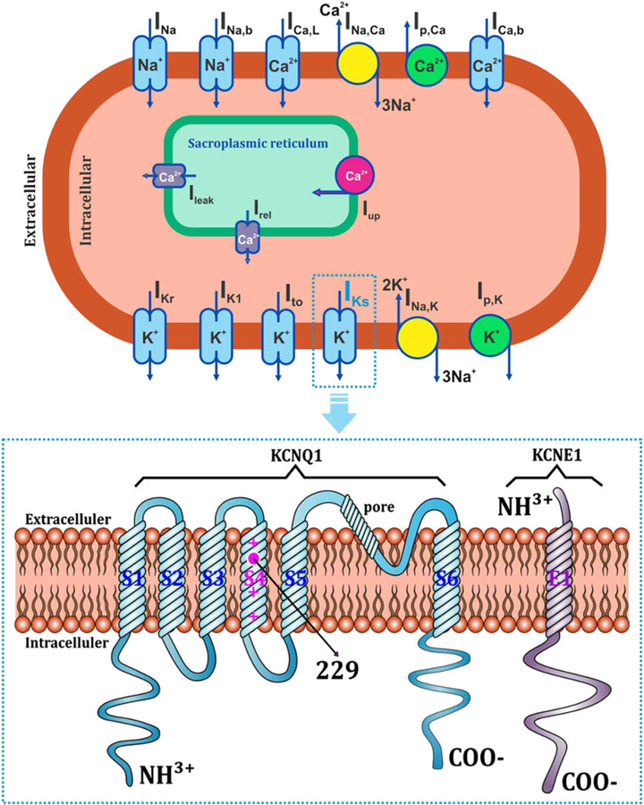 FIGURE 1