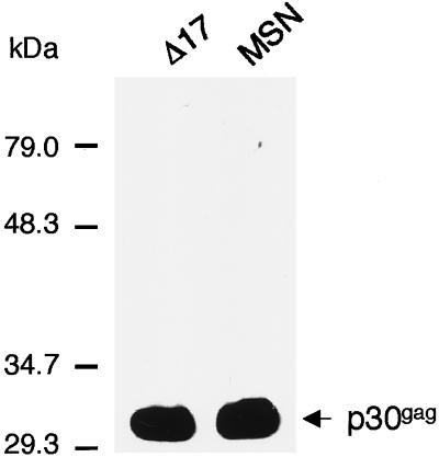 FIG. 5