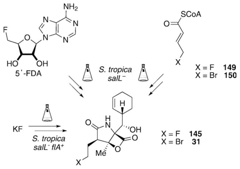 Scheme 18