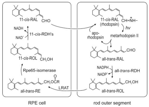 FIGURE 1