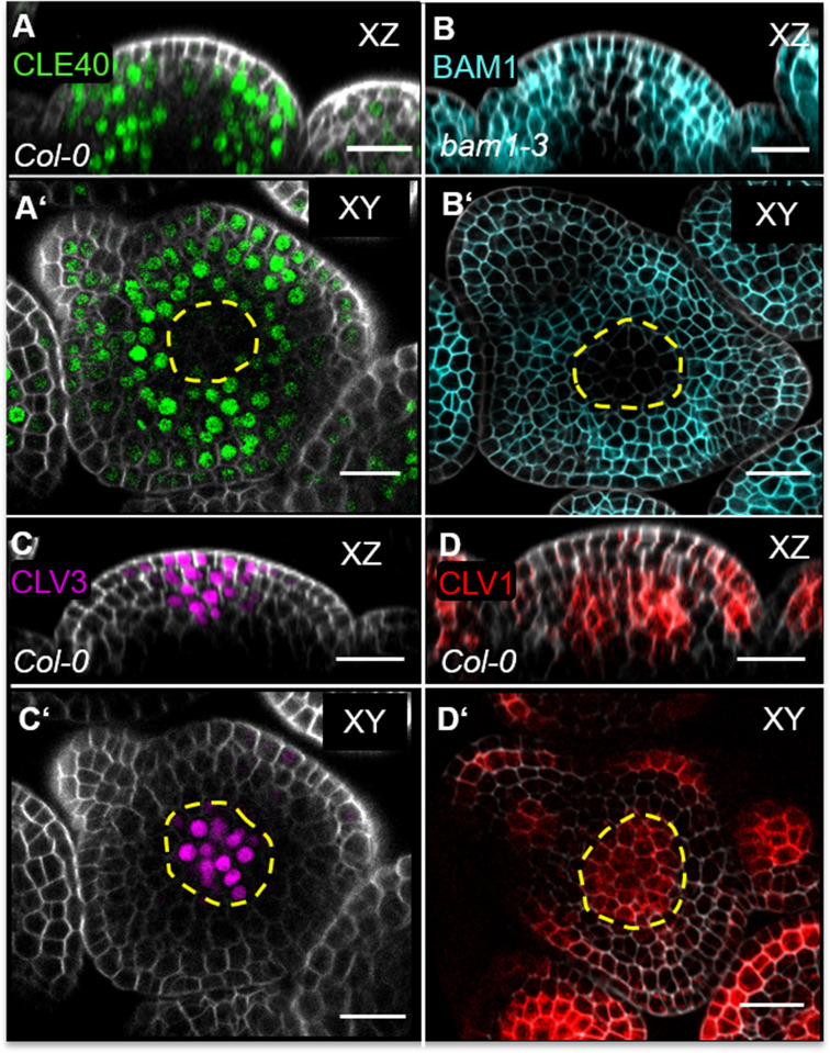 Figure 5—figure supplement 5.