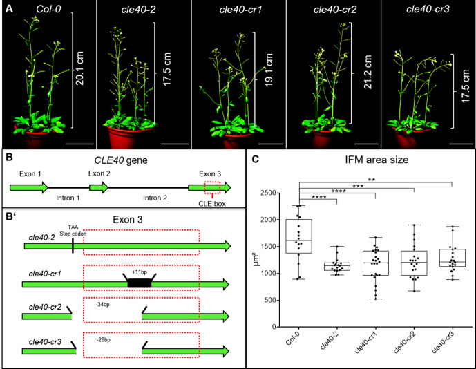 Figure 1—figure supplement 2.