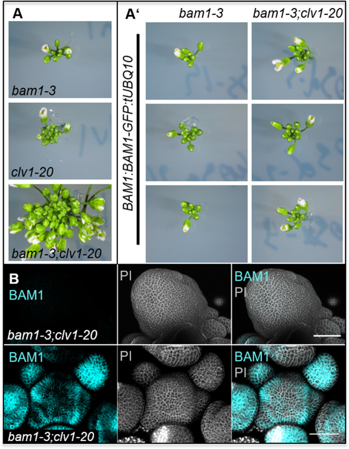 Figure 5—figure supplement 1.