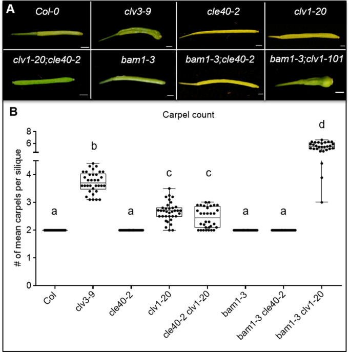 Figure 1—figure supplement 3.