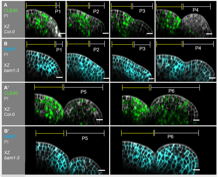 Figure 5—figure supplement 6.