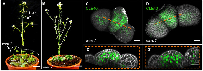 Figure 3—figure supplement 2.