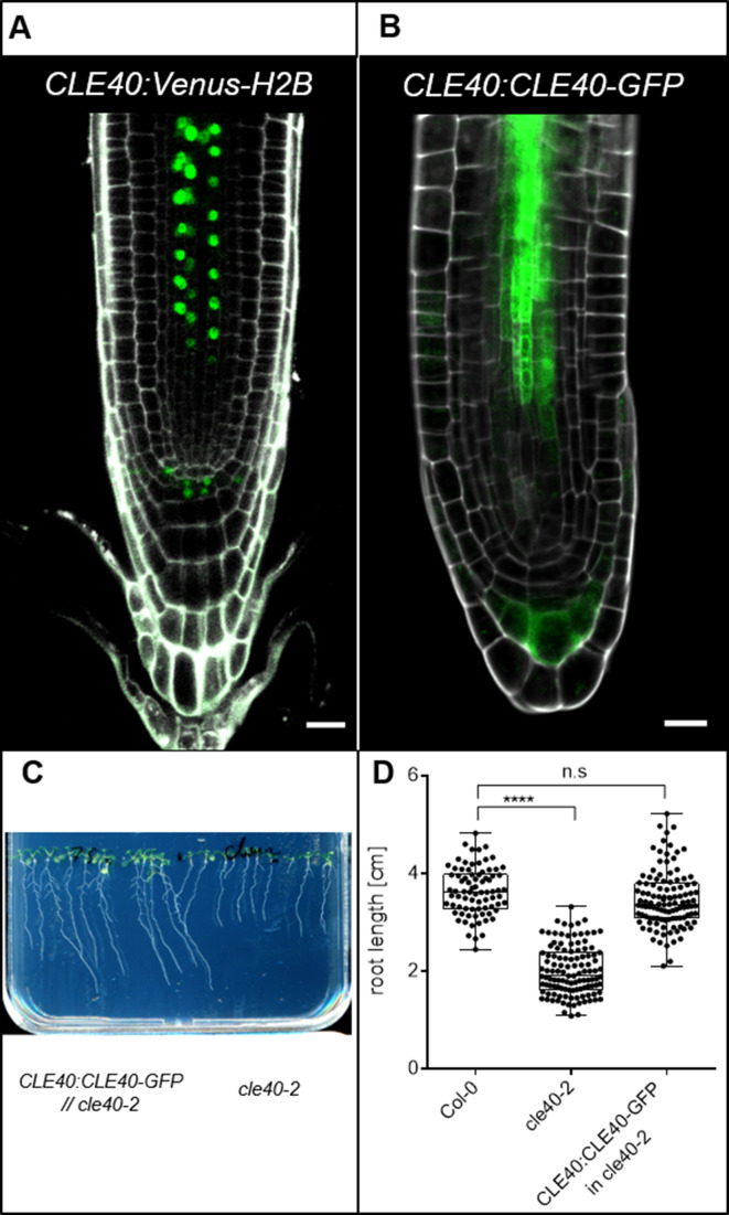 Figure 2—figure supplement 2.