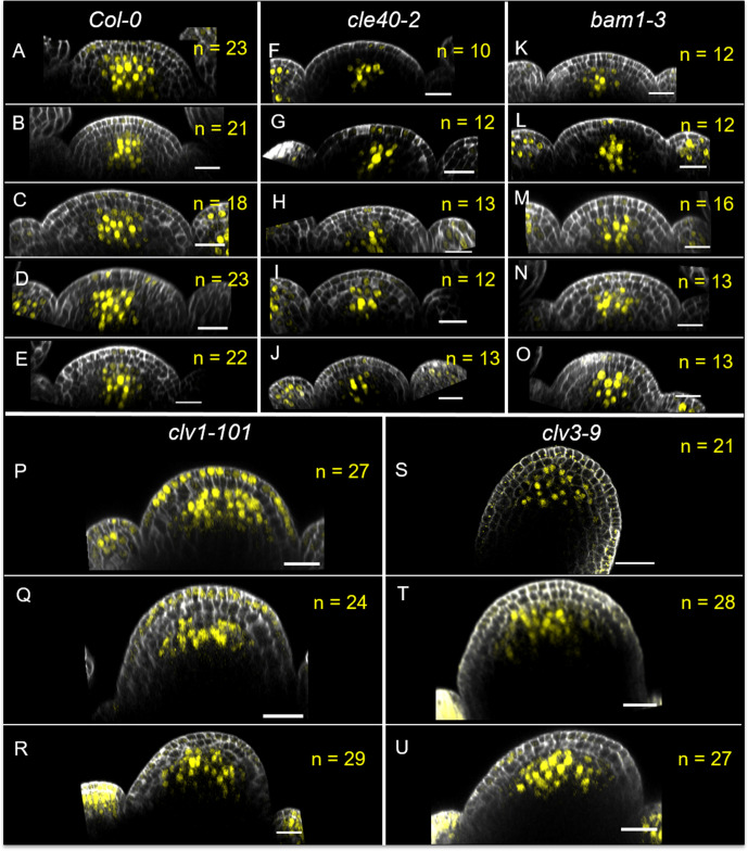 Figure 7—figure supplement 2.