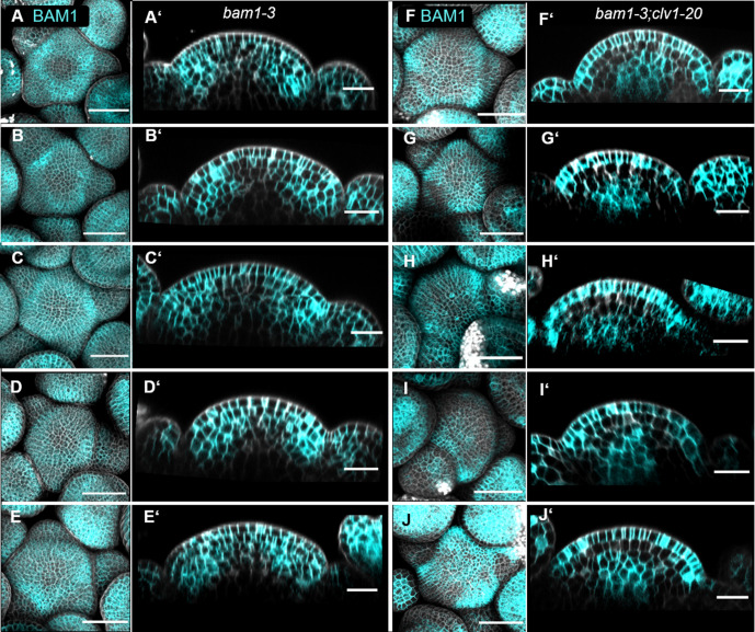 Figure 5—figure supplement 3.