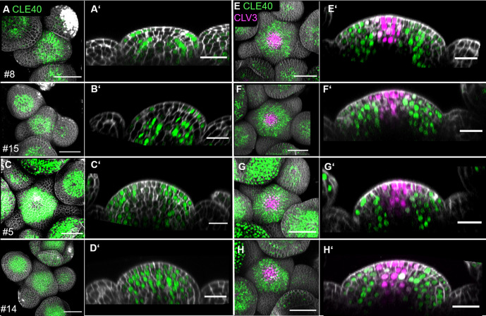 Figure 2—figure supplement 1.