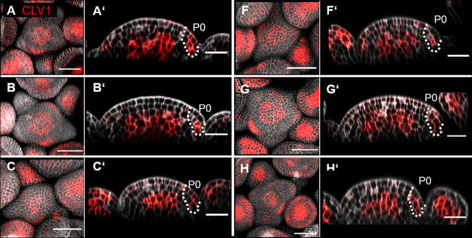 Figure 4—figure supplement 3.