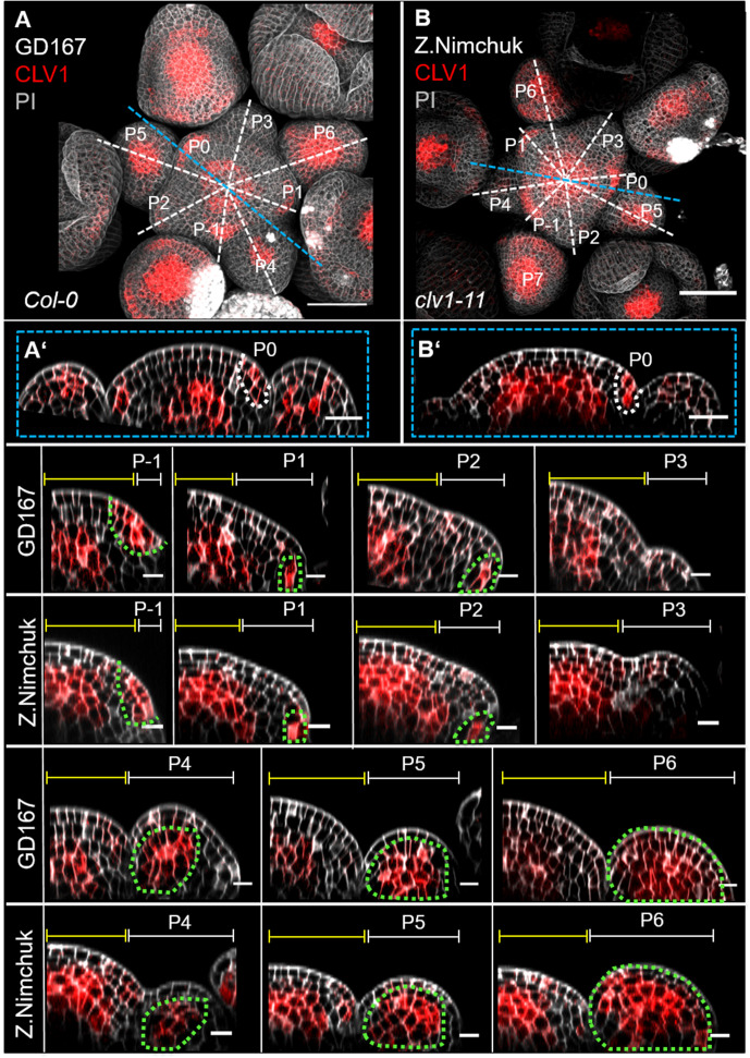 Figure 4—figure supplement 2.