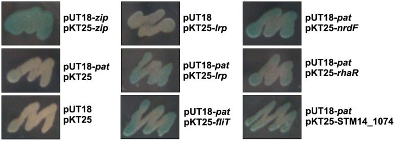 FIGURE 1