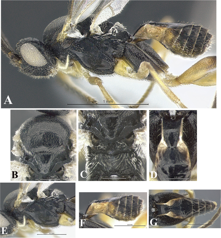 Figure 185.