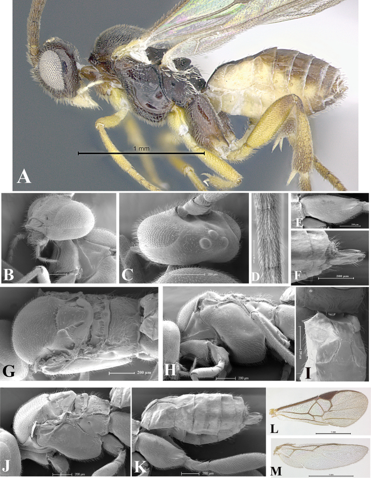 Figure 32.