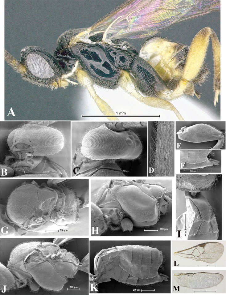 Figure 33.