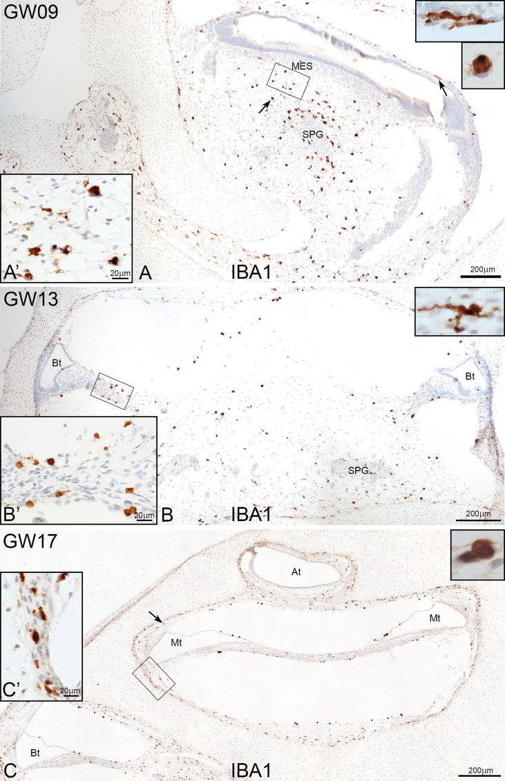 Figure 1