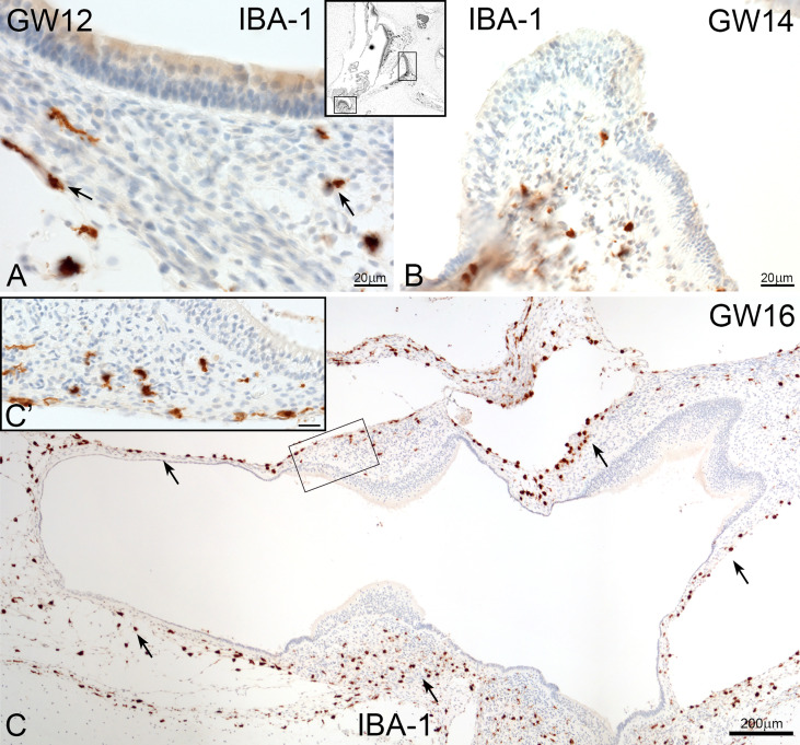 Figure 4