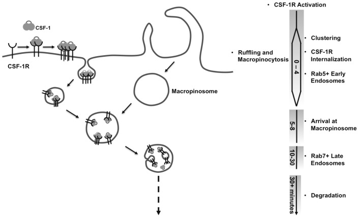 Fig. 7.