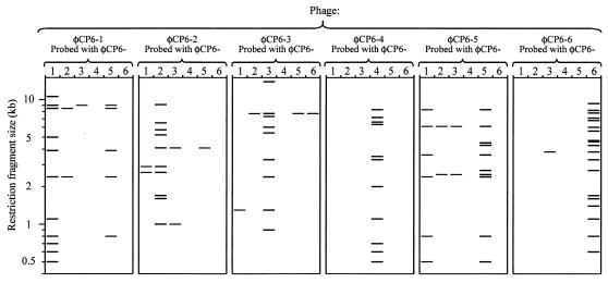 FIG. 5