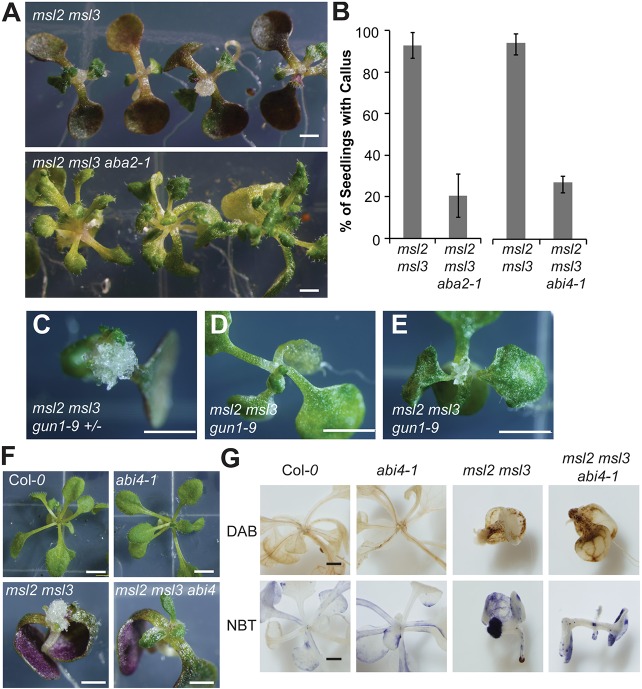 Fig. 6.