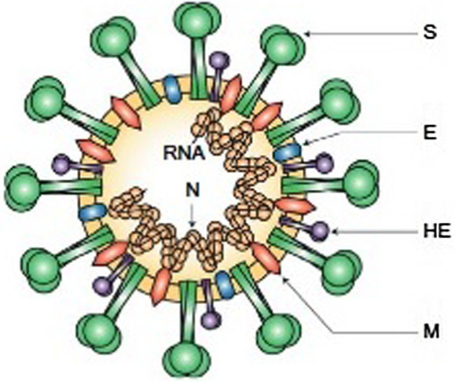 FIGURE 1