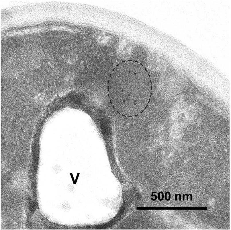 Figure 6.