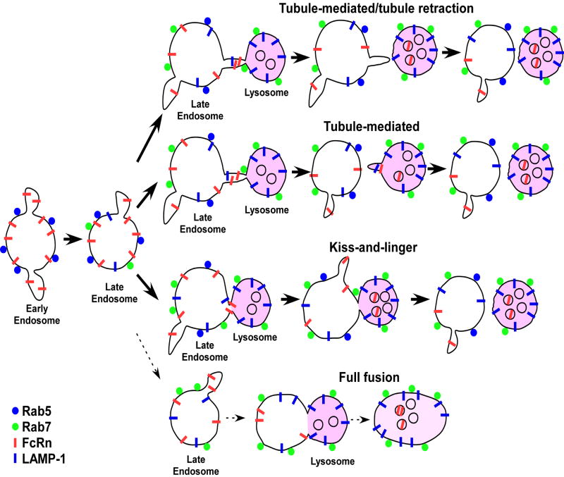 Analyses of the recycling receptor, FcRn, in live cells reveal novel ...