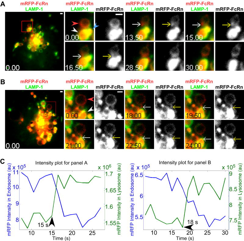 Analyses of the recycling receptor, FcRn, in live cells reveal novel ...