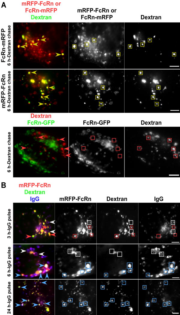 Analyses of the recycling receptor, FcRn, in live cells reveal novel ...