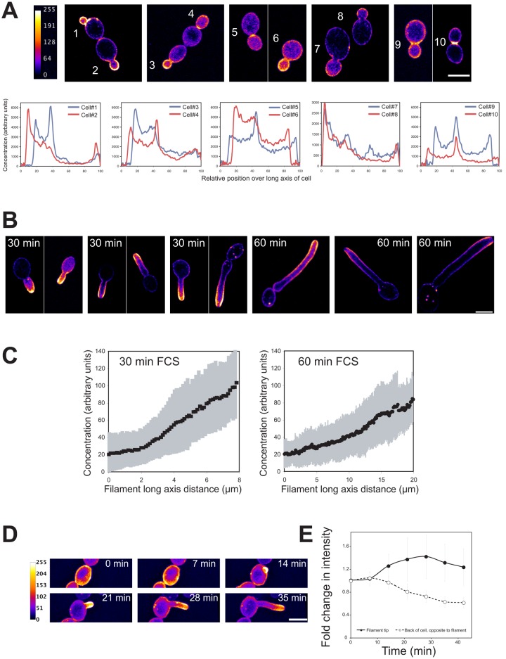 Figure 4.