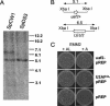 FIG. 1.