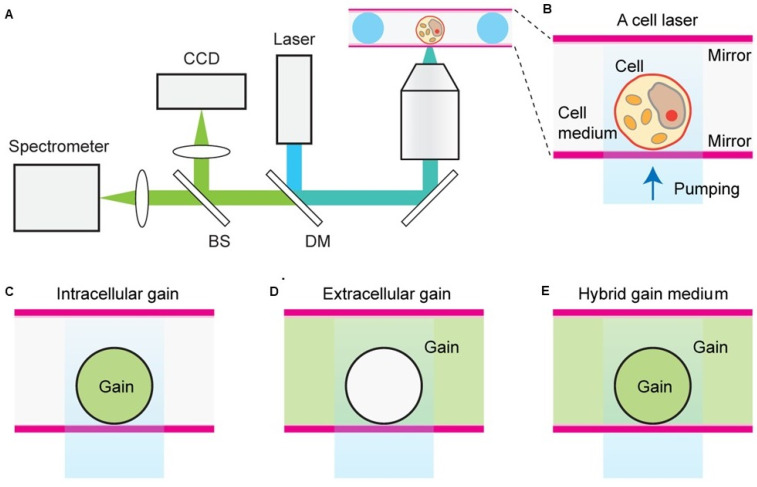 Figure 7