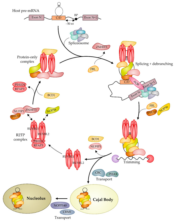 Figure 2