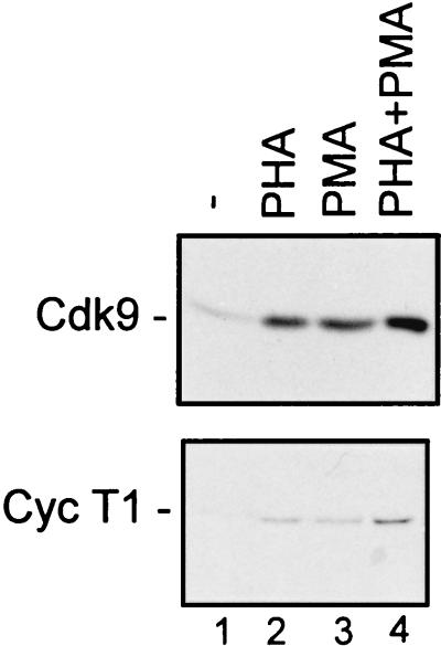 FIG. 1