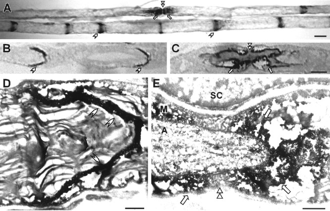 Fig. 9.