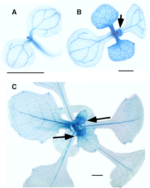 Figure 6.