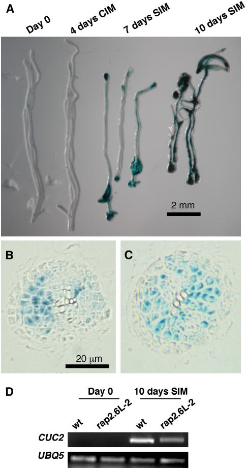 Figure 7.