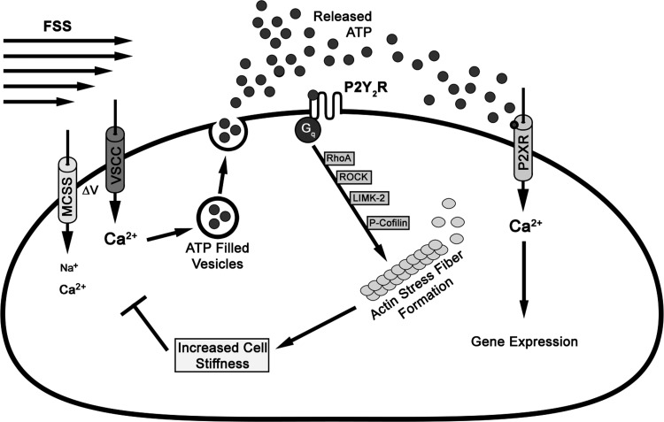 Fig. 6.