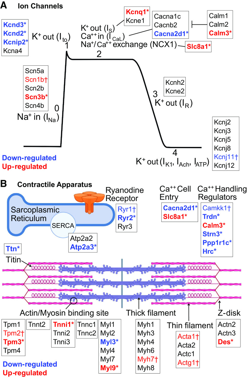 Figure 5.