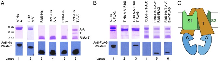 Fig. 1.