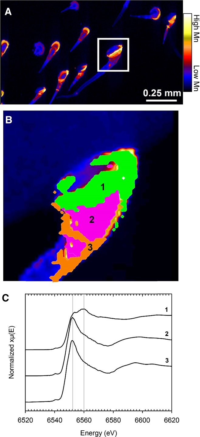 Figure 7.