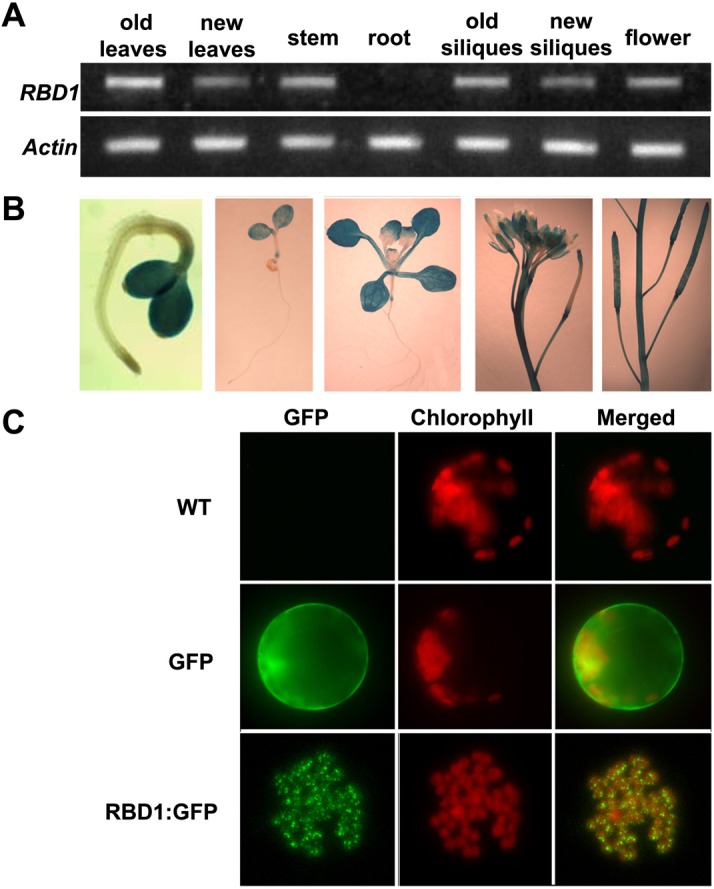 Fig 4