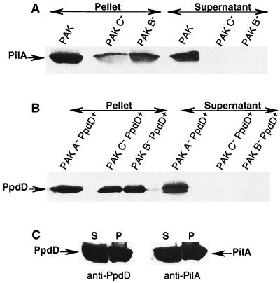 FIG. 5