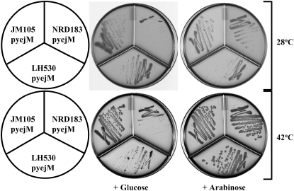 Figure 6.—