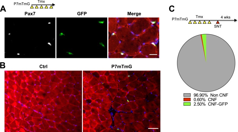 Figure 7—figure supplement 1.