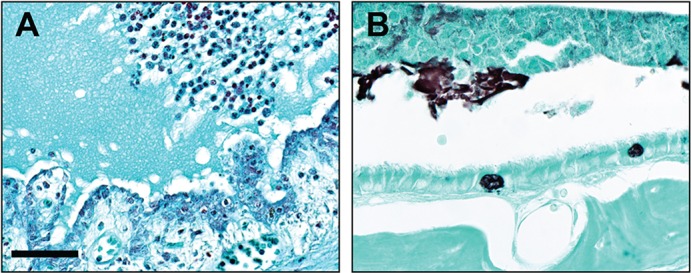 Fig. 5.