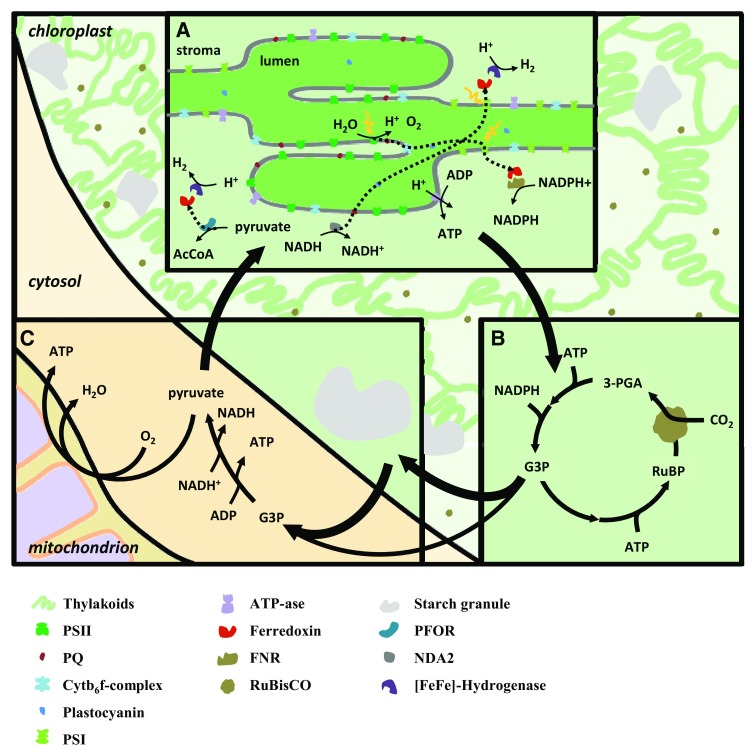 Fig. 2