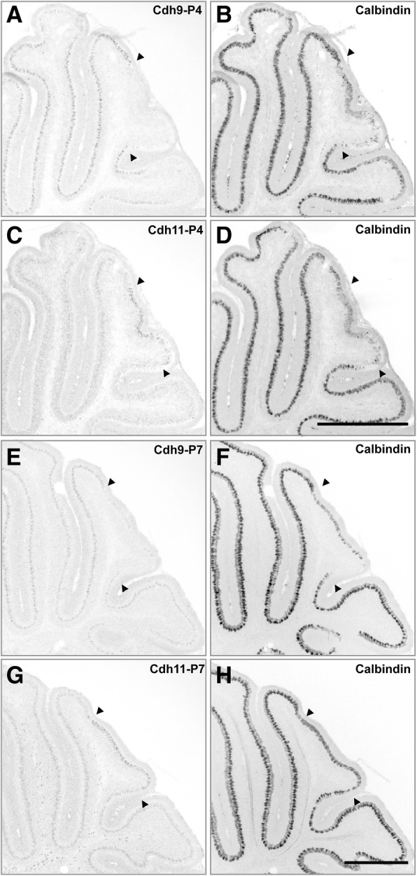 Fig. 5